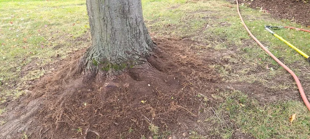 Expert yard maintenance experts serving Schaumburg, IL - Thompson Tree Care & Consulting