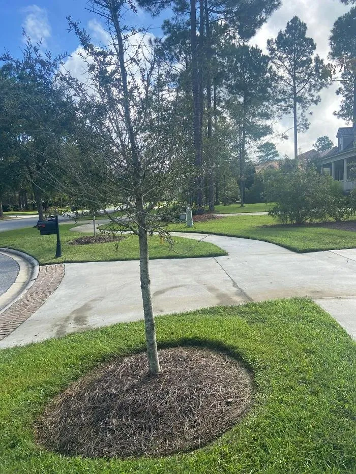 Expert lawn mowing service in Ellabell, GA - Thompson Yards