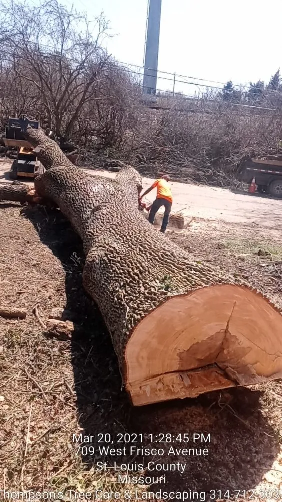 Affordable yard maintenance for homes in Saint Louis, MO by Thompson's Tree Care & Landscaping