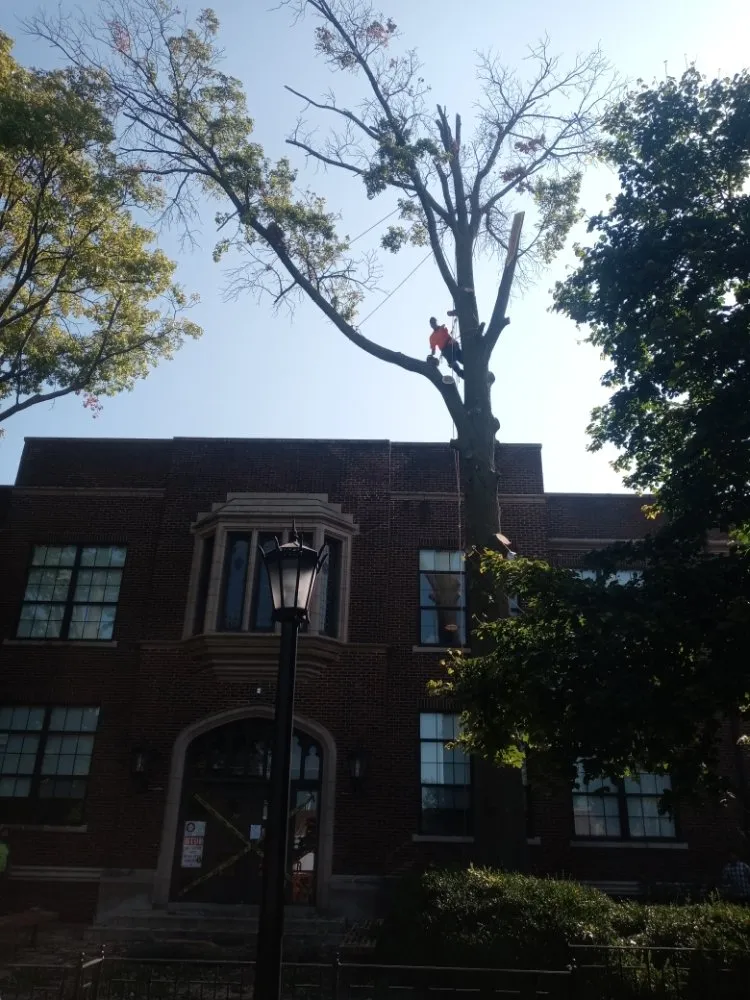 Reliable yard maintenance for beautiful yards in Saint Louis, MO by Thompson's Tree Care & Landscaping