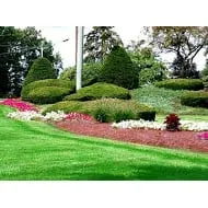 Local landscape design for homes in Amarillo, TX by Thompson's Tree Service