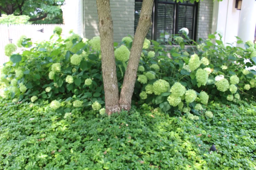 Local lawn mowing service in Macomb, MI by Thoms Bros Landscaping