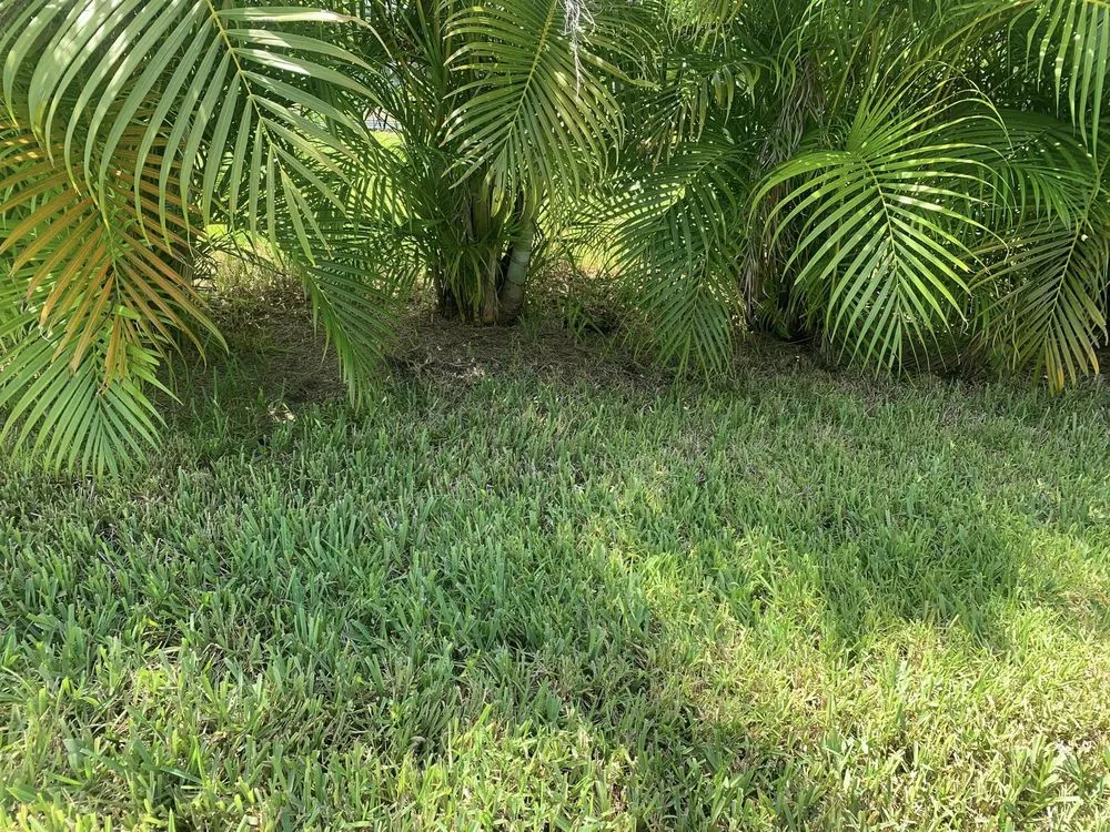 Expert landscape installation for outdoor upgrades across Bonita Springs, FL - Thomsen & Sons Landscaping