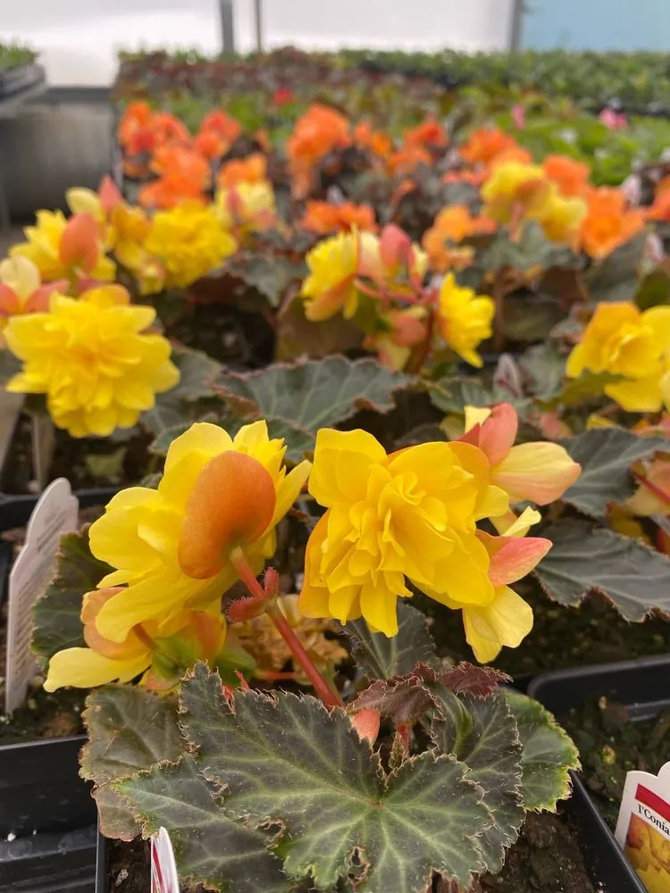 Top-rated residential landscaping in St. Joseph, MN - Thomsens Garden Center