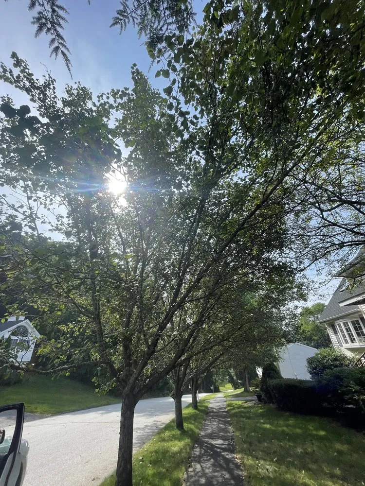 Local landscaping services experts serving Shrewsbury, MA - Thoren Lawn & Tree