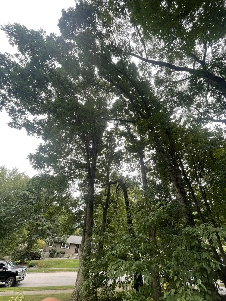 Expert landscaping services experts serving Shrewsbury, MA - Thoren Lawn & Tree