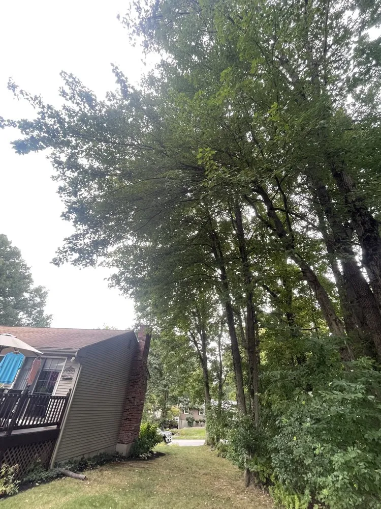 Reliable lawn care service in Shrewsbury, MA by Thoren Lawn & Tree