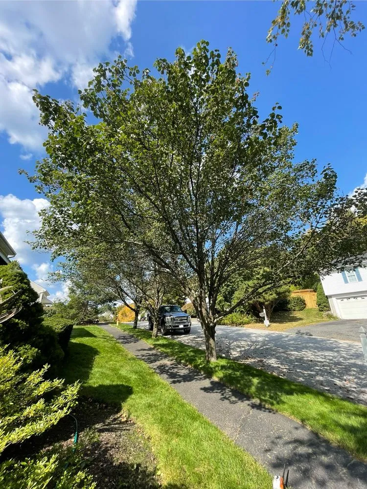 Trusted outdoor landscaping in Shrewsbury, MA by Thoren Lawn & Tree