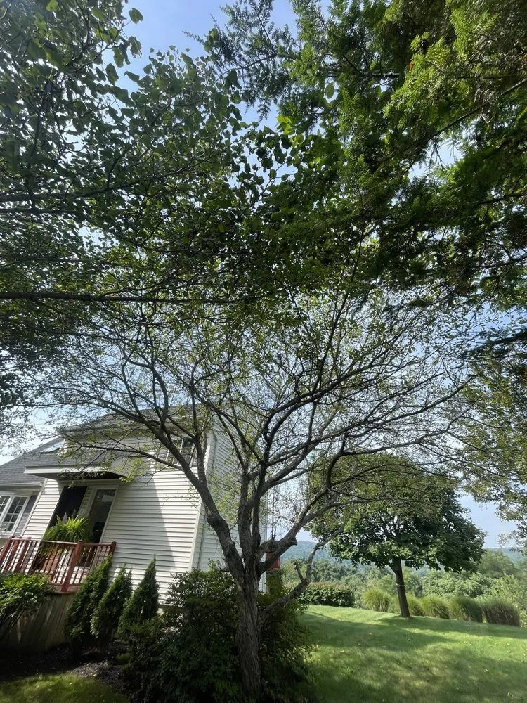 Reliable yard maintenance in Shrewsbury, MA by Thoren Lawn & Tree