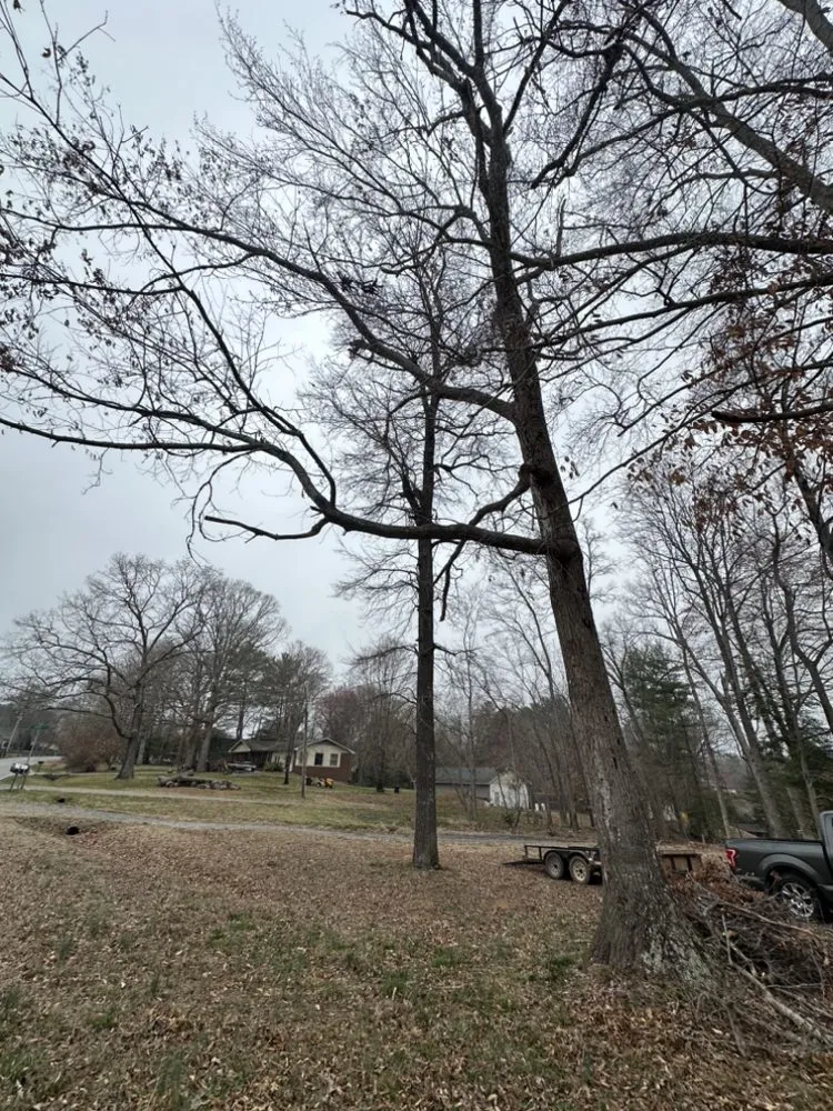 Local lawn mowing service experts serving Hickory, NC - Thorn landscaping and tree care