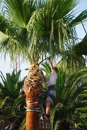 Custom garden landscaping experts serving Seffner, FL - Thornley's Affordable Home Service