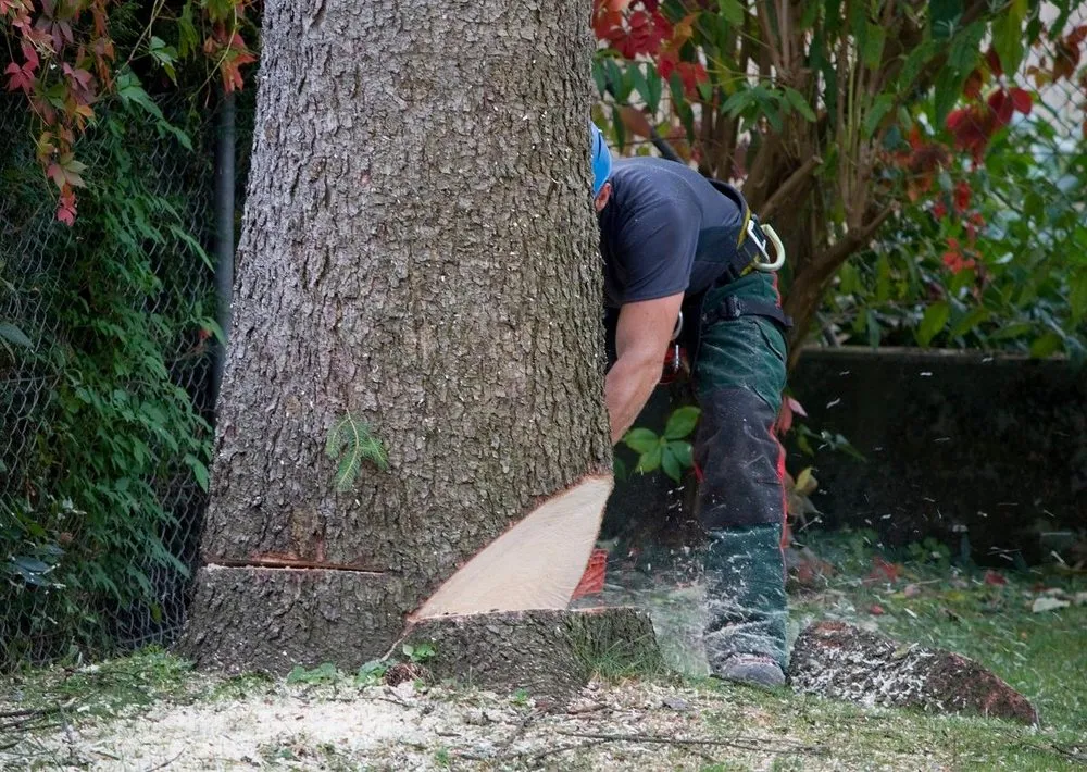 Custom lawn care service in Seffner, FL - Thornley's Affordable Home Service