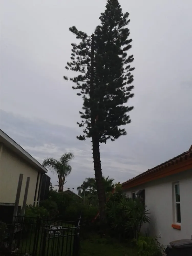 Custom yard maintenance for residential properties across Seffner, FL - Thornley's Affordable Home Service