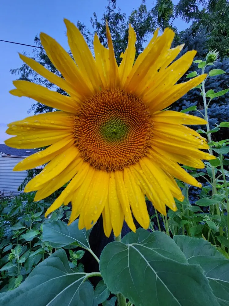 Top-rated landscape design experts serving Hammond, IN - Thorns Cutting Edge