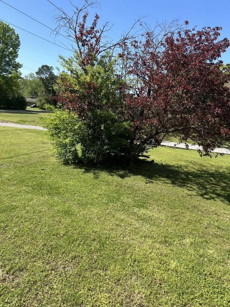 Top-rated yard cleanup service for residential properties across Moulton, AL - Thorns Lawn and Tree Care