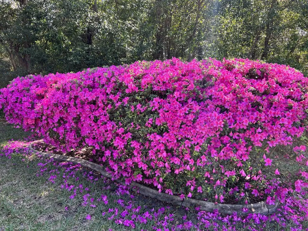 Local residential landscaping near you across Hudson, FL - Thornton's Lawn and Pest Control