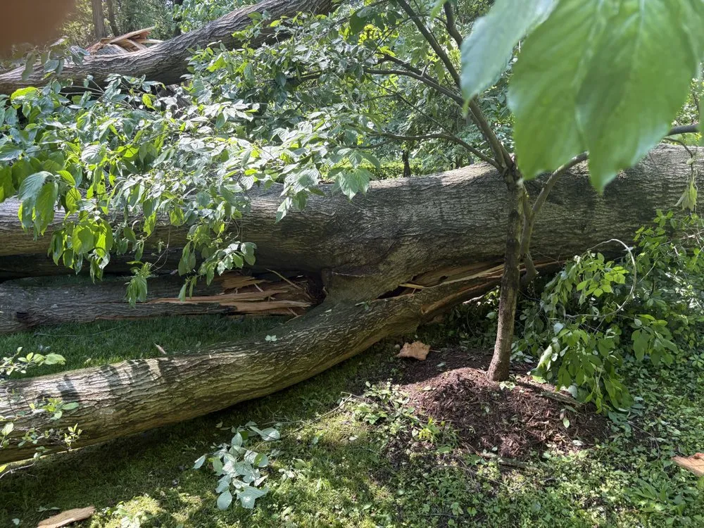 Top-rated residential landscaping in Gordonsville, VA - Thorpe's Tree Service & Landscaping