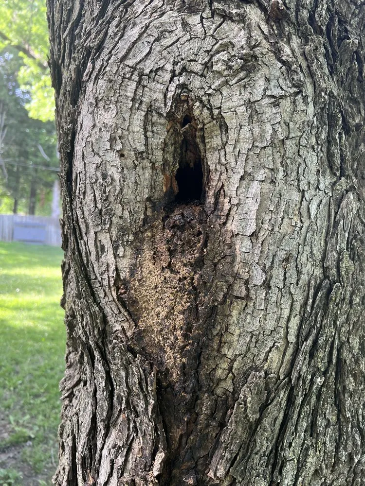 Top-rated lawn mowing service in Hesston, KS - Those Pest Solutions