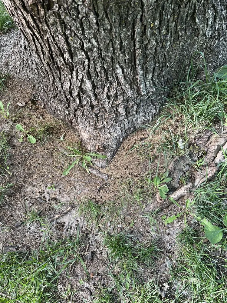 Professional landscaping services for beautiful yards in Hesston, KS by Those Pest Solutions