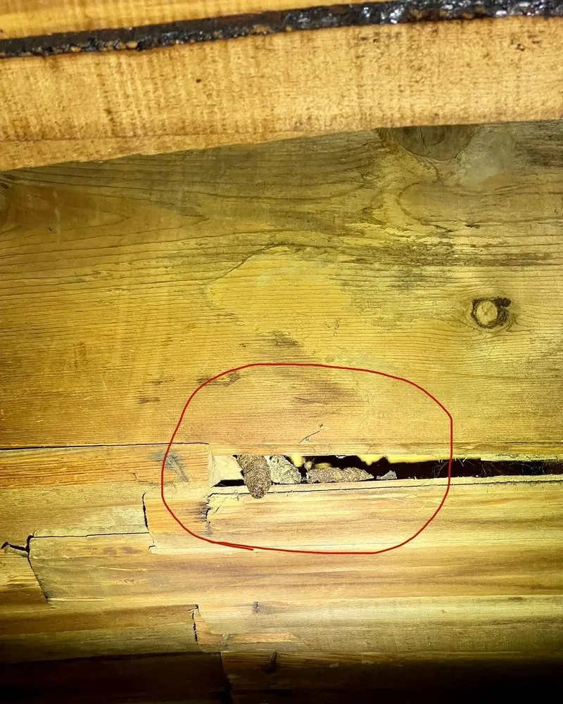 Affordable lawn mowing service experts serving Hesston, KS - Those Pest Solutions