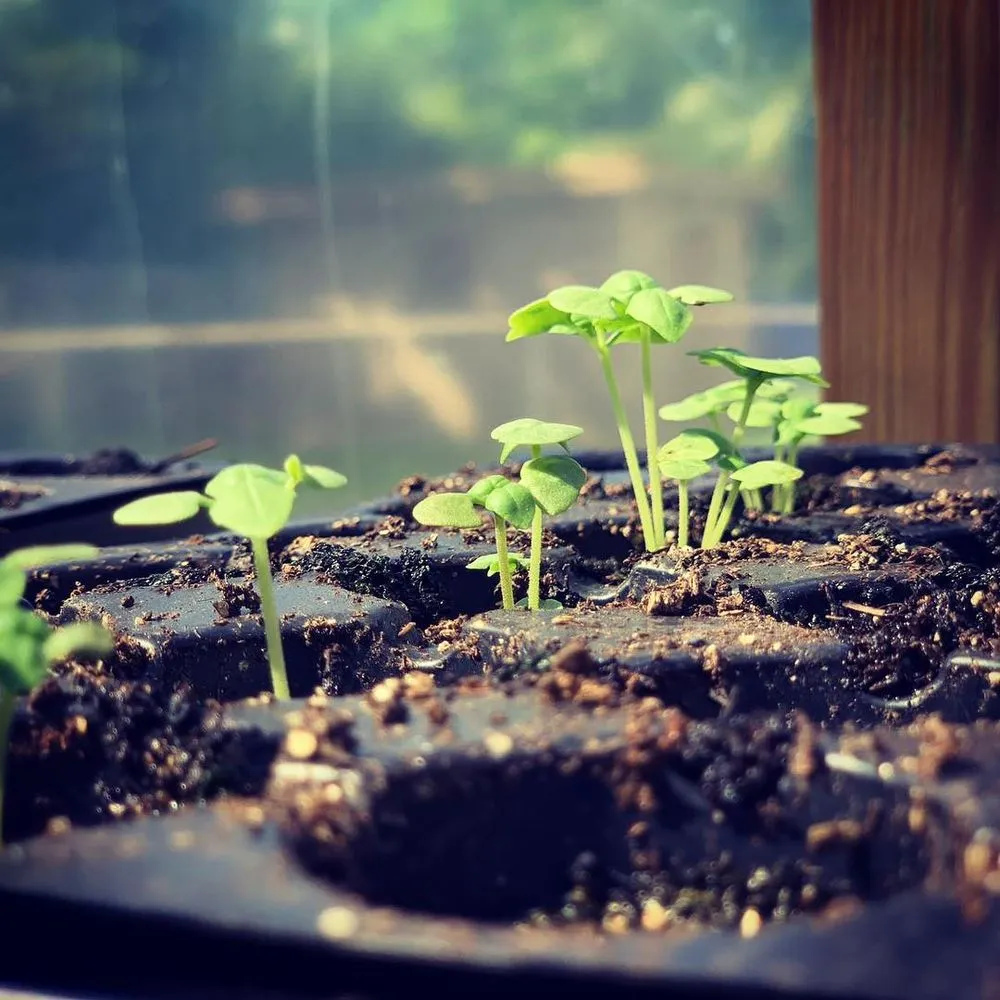 Reliable landscaping services for residential properties across Miami, FL - Those Plant Guys