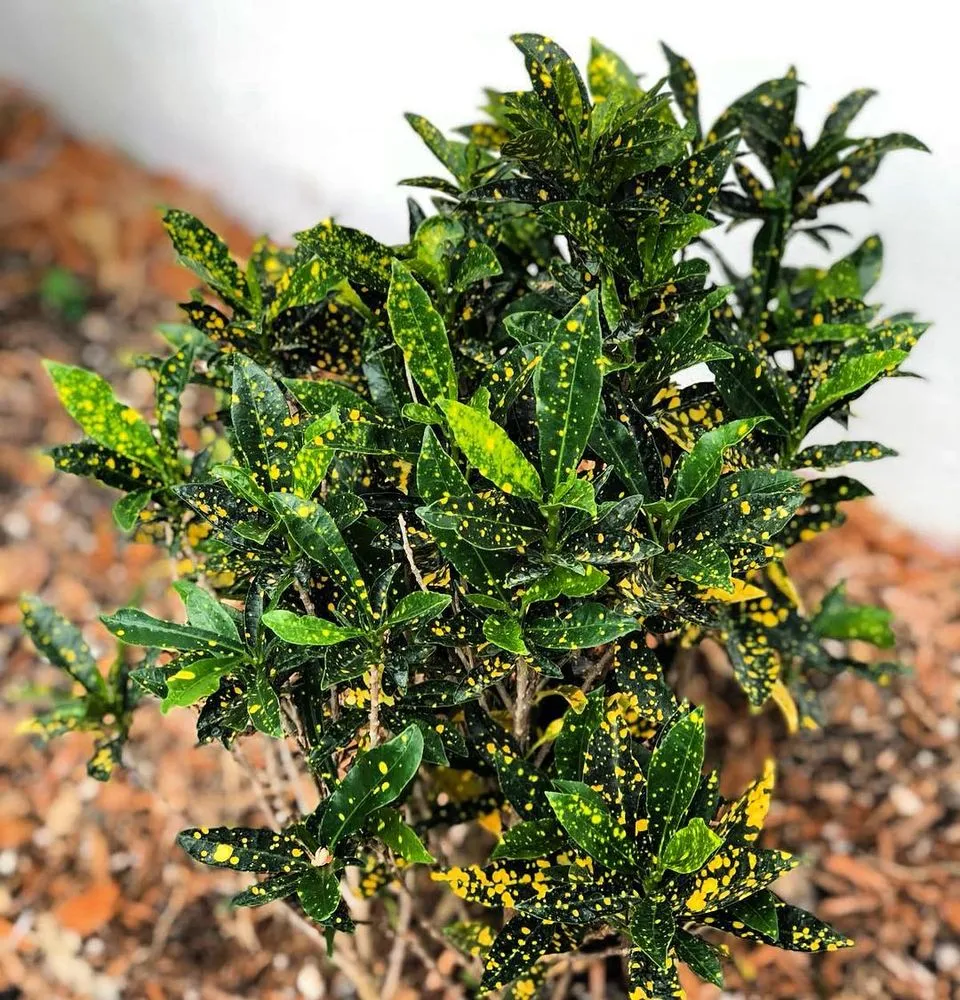 Reliable landscape installation experts serving Miami, FL - Those Plant Guys