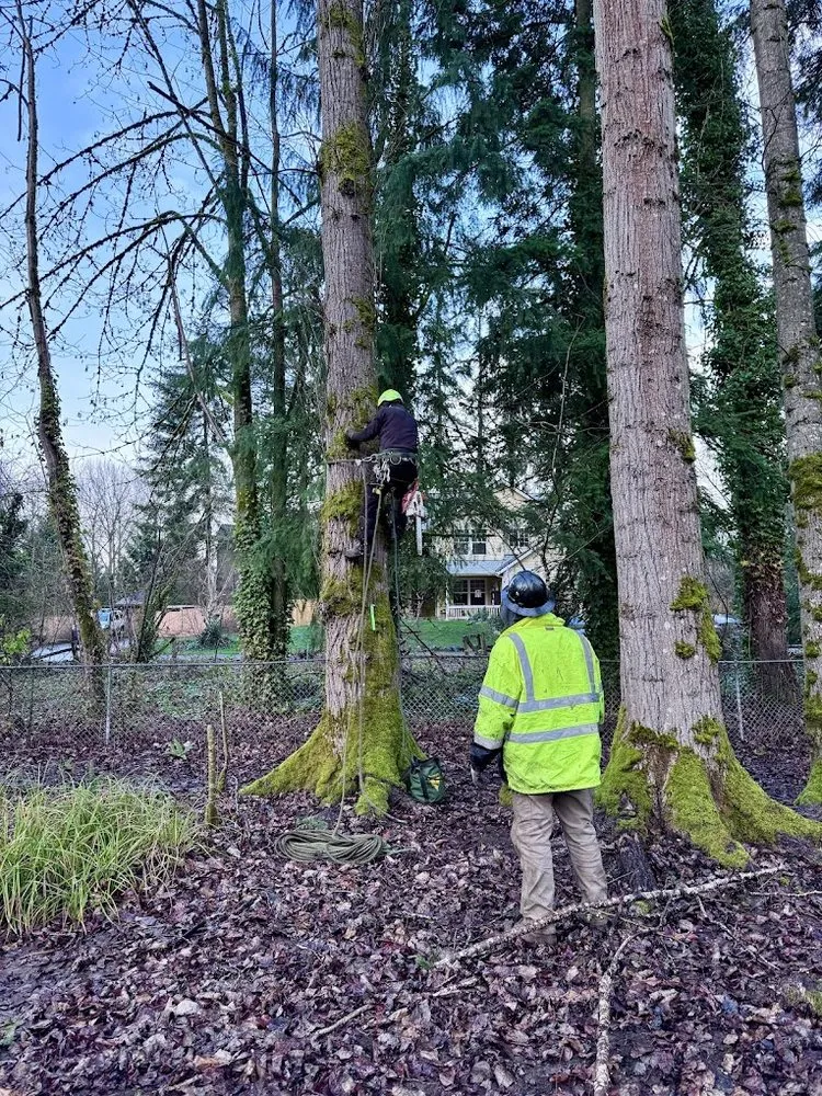 Expert residential landscaping in Kent, WA - Thousand Oaks