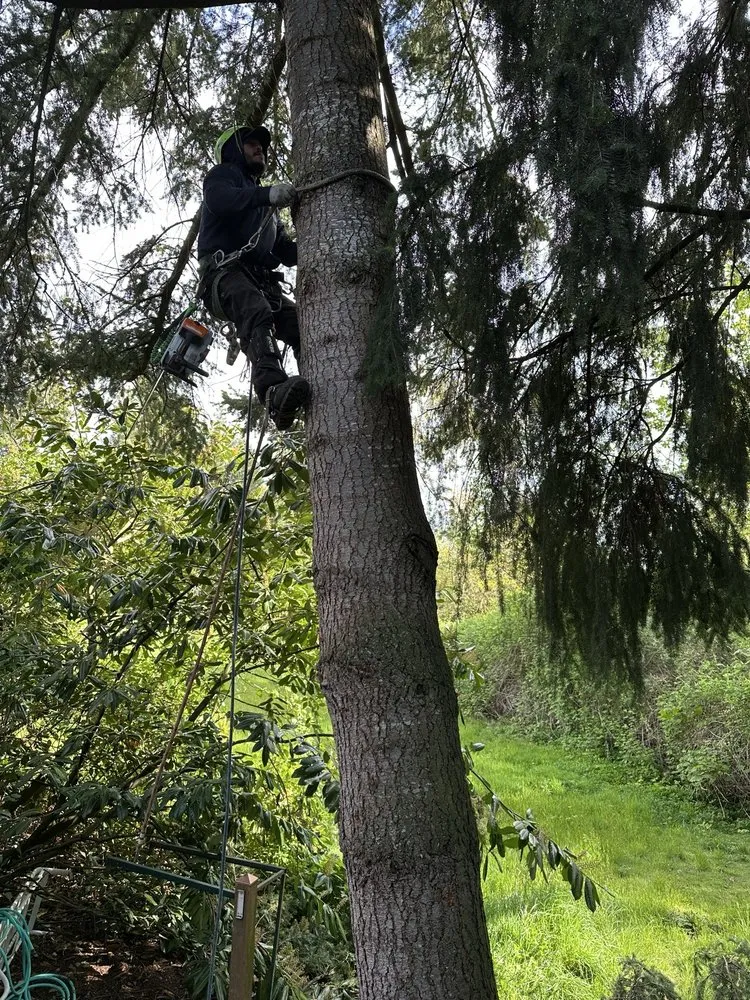 Trusted yard maintenance near you in Kent, WA by Thousand Oaks