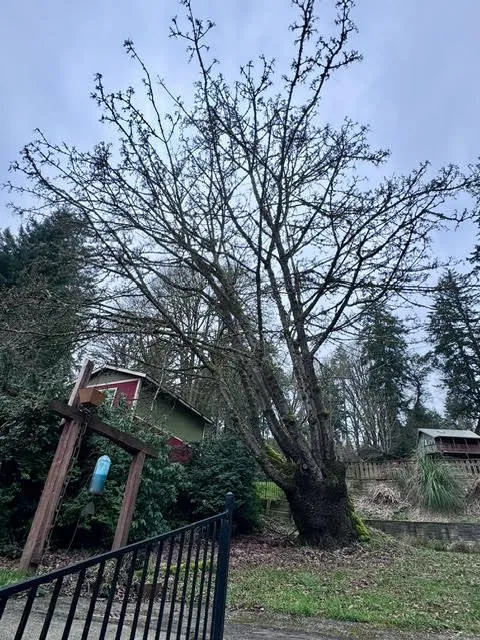 Local yard cleanup service experts serving Kent, WA - Thousand Oaks