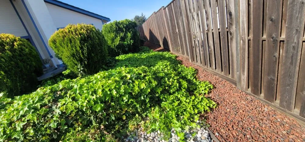 Expert yard maintenance experts serving Richmond, CA - Three Amigos Landscaping