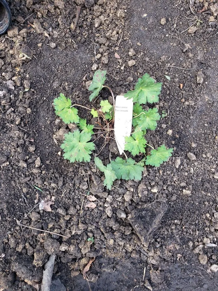 Trusted outdoor landscaping in Indianapolis, IN by Three Brothers Landscaping