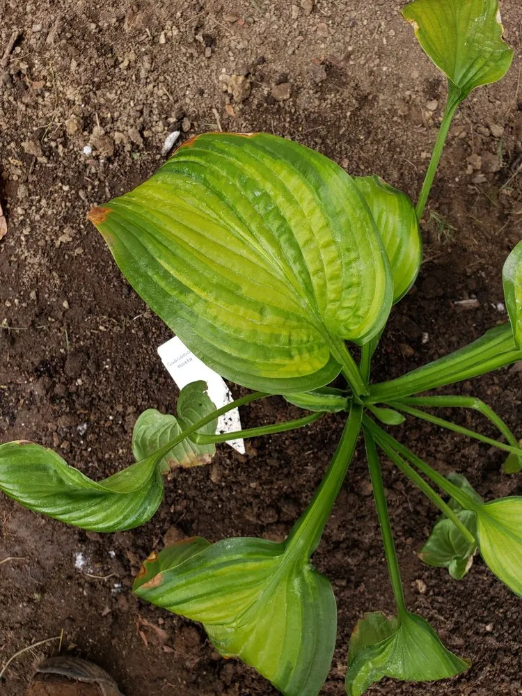 Expert yard maintenance in Indianapolis, IN - Three Brothers Landscaping