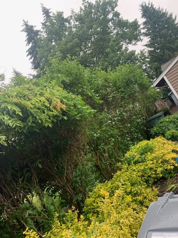 Local yard maintenance experts serving Kent, WA - Three Brothers Landscaping