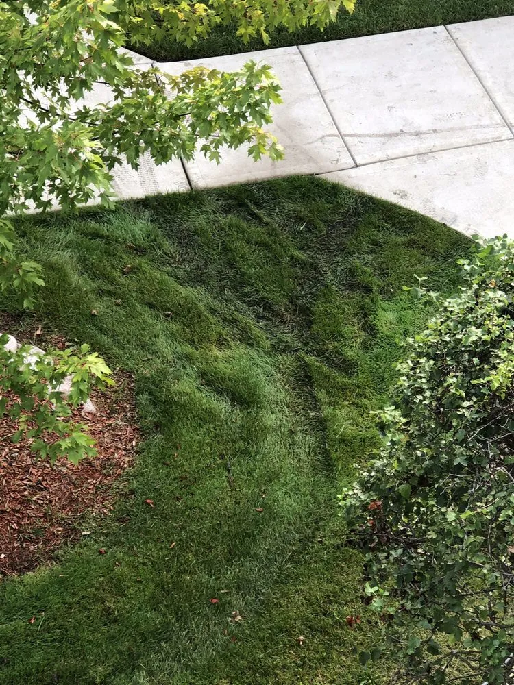 Professional lawn care service for outdoor upgrades across Oak Forest, IL - Three Brothers Landscaping