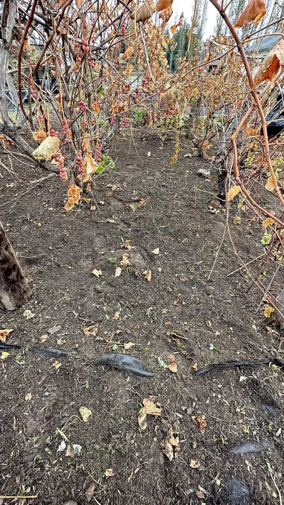 Top-rated yard maintenance for year-round maintenance in Sequim, WA by Three Brothers Painting