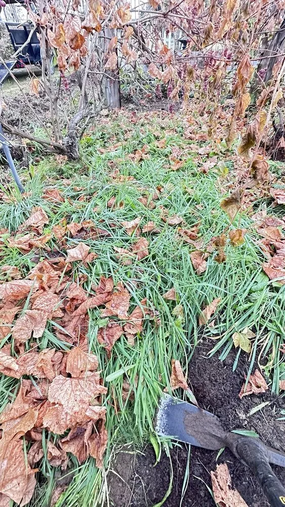 Custom lawn mowing service for homes across Sequim, WA - Three Brothers Painting