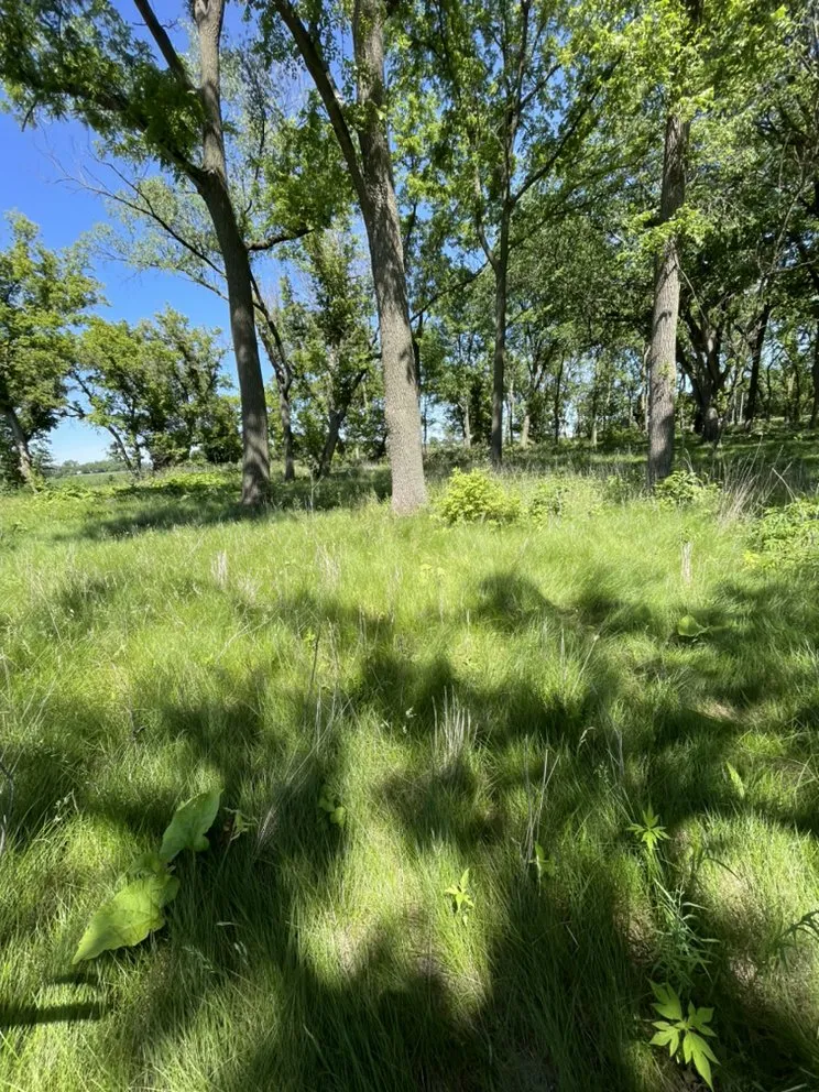 Top-rated lawn care service in Burlington, WI - Three Brothers Tree Removal And Landscaping