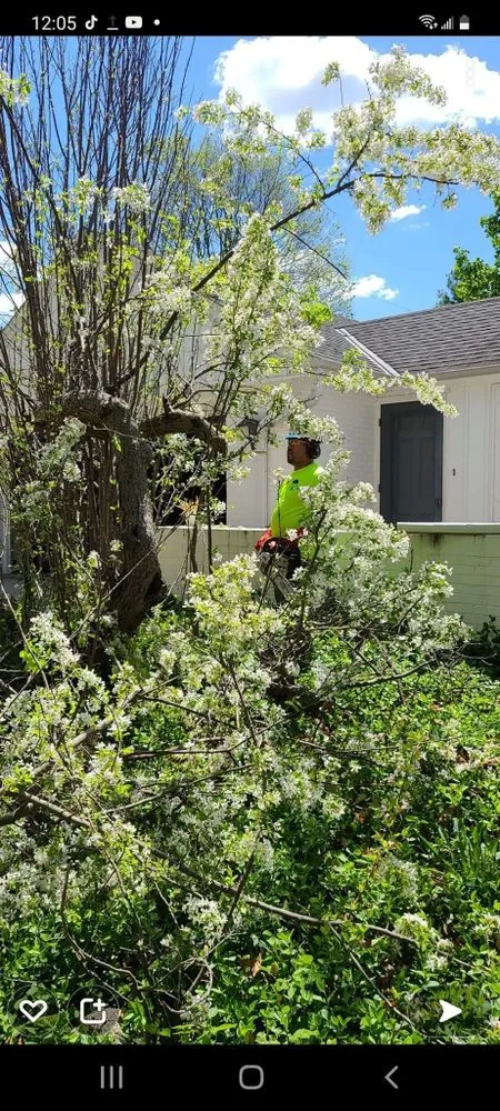 Local residential landscaping experts serving Burlington, WI - Three Brothers Tree Removal And Landscaping