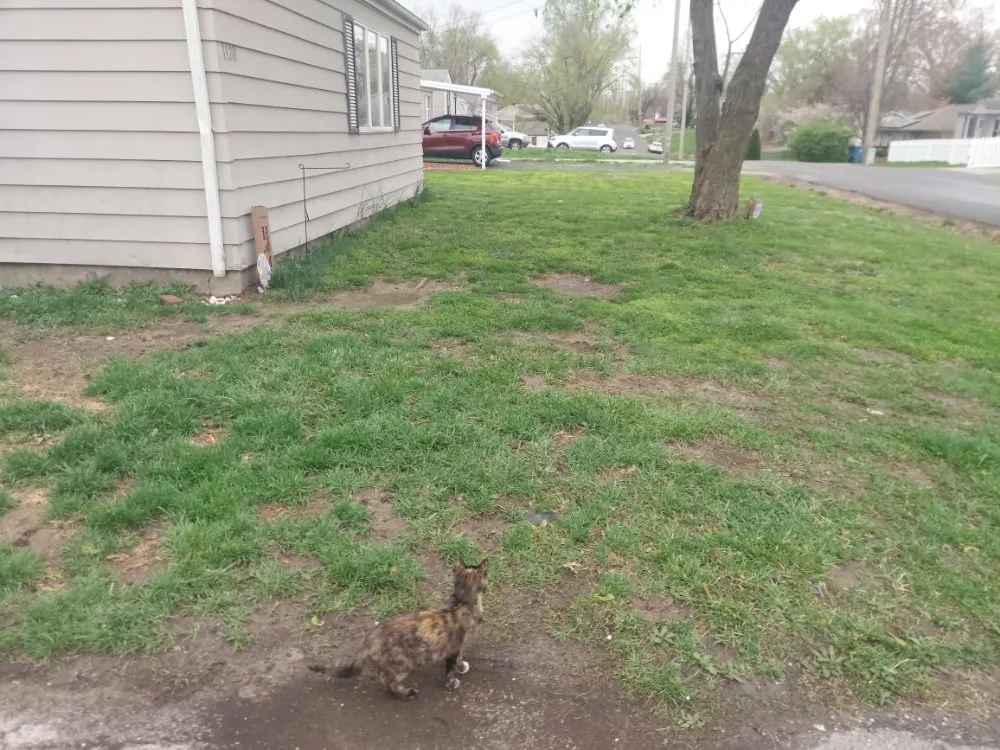 Local yard maintenance experts serving Collinsville, IL - Three Dimensional