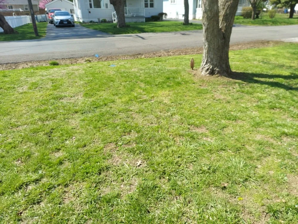 Reliable landscape design for beautiful yards in Collinsville, IL by Three Dimensional