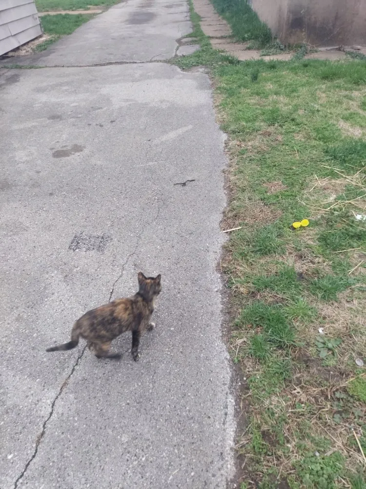 Expert residential landscaping for beautiful yards across Collinsville, IL - Three Dimensional