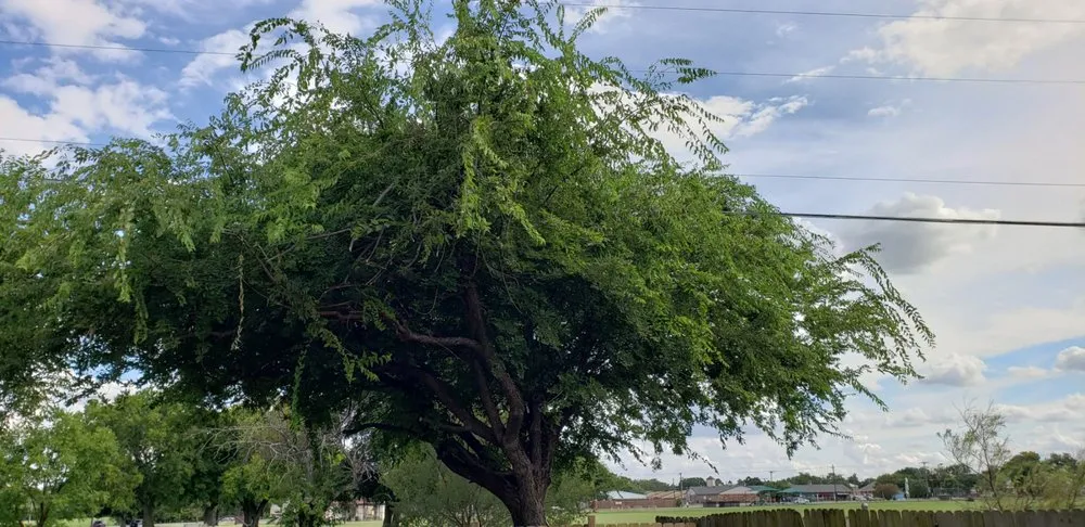 Local garden landscaping experts serving Lewisville, TX - Three Kings Grounds Keeping