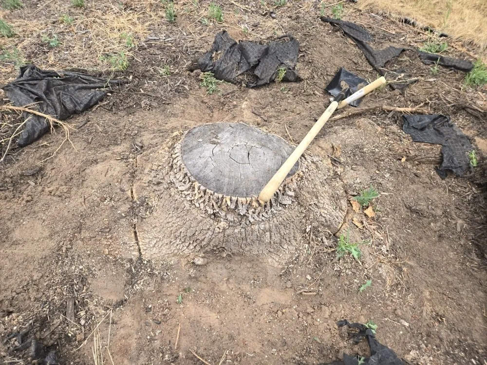 Custom landscape installation in Aurora, CO - Three Leaf Clover Landscaping