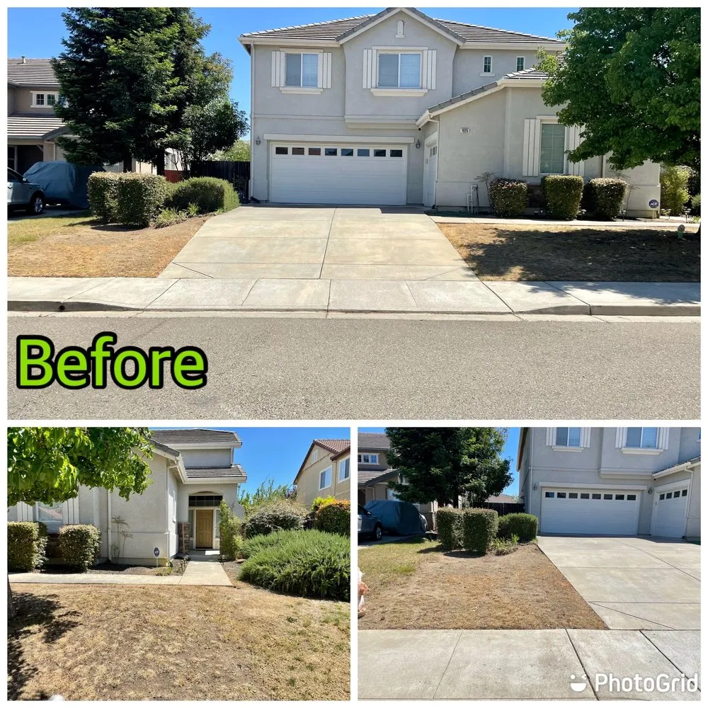 Professional yard cleanup service in Antioch, CA - Three Lions Landscape