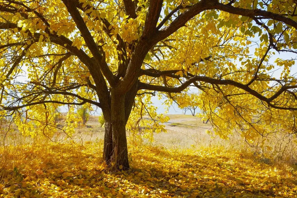 Trusted yard maintenance experts serving Exton, PA - Three Mountains Landscaping and Snow Removal