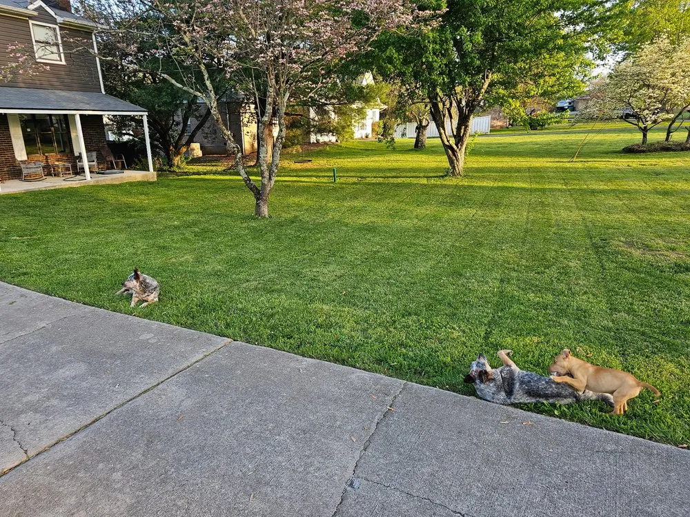 Custom lawn care service experts serving Powell, TN - Three Nails Mowing and Lawncare