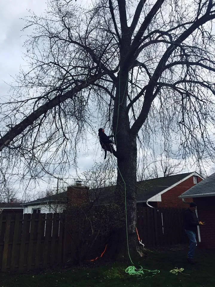 Expert yard cleanup service in Roseville, MI by Three Oaks Landscaping