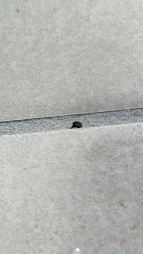 Affordable yard cleanup service in Orange, NJ - Three Oranges