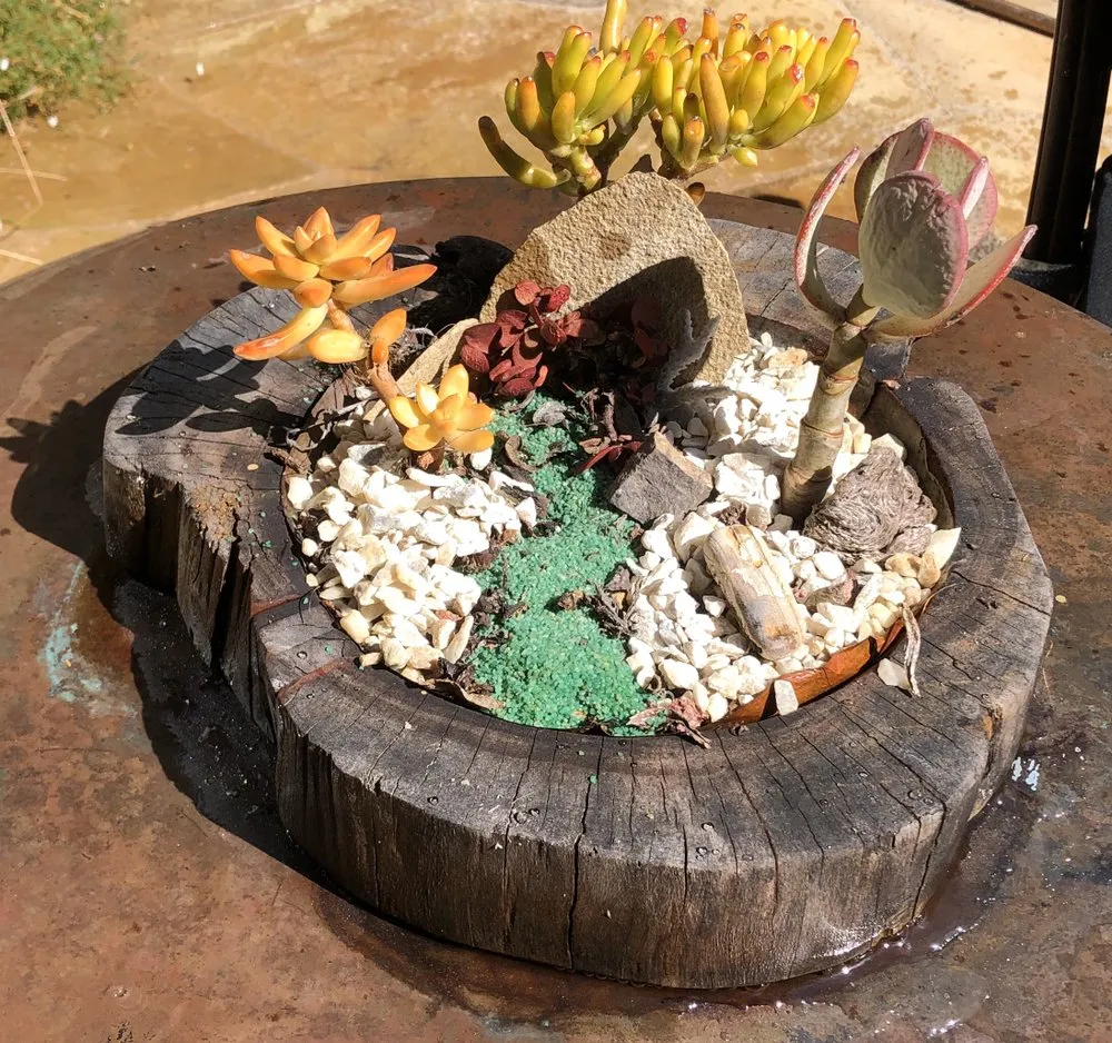 Trusted yard cleanup service in San Clemente, CA - Three Palms Services