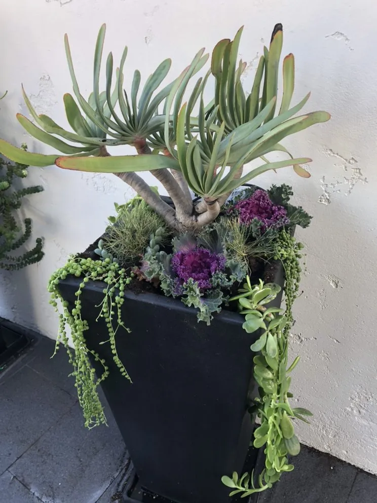 Trusted landscape installation experts serving San Clemente, CA - Three Palms Services